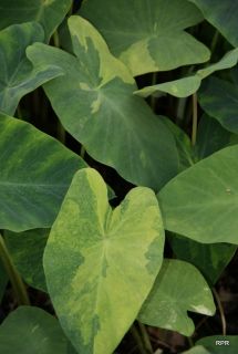 Colocasia 'Limeade'